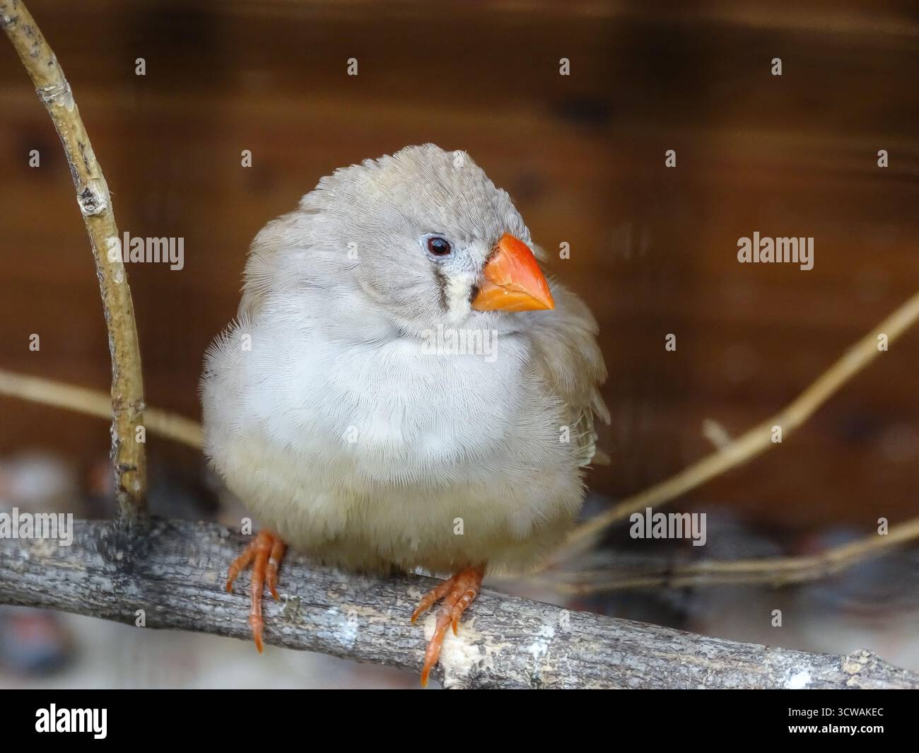Oiseau de Finch zèbre. Poephila guttata Banque D'Images