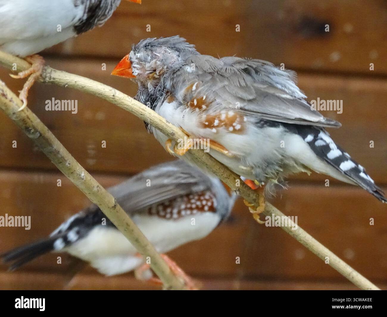 Oiseau de Finch zèbre. Poephila guttata Banque D'Images