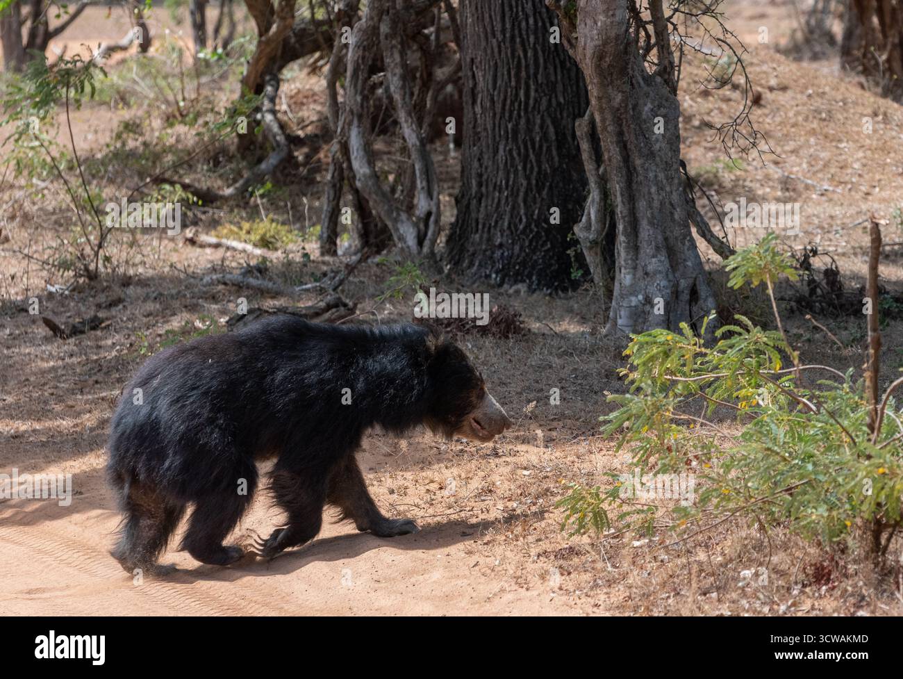 Un ours paresseux sri-lankais (Melursus ursinus inornatus) marchant sur un chemin de terre dans une forêt sèche. Banque D'Images