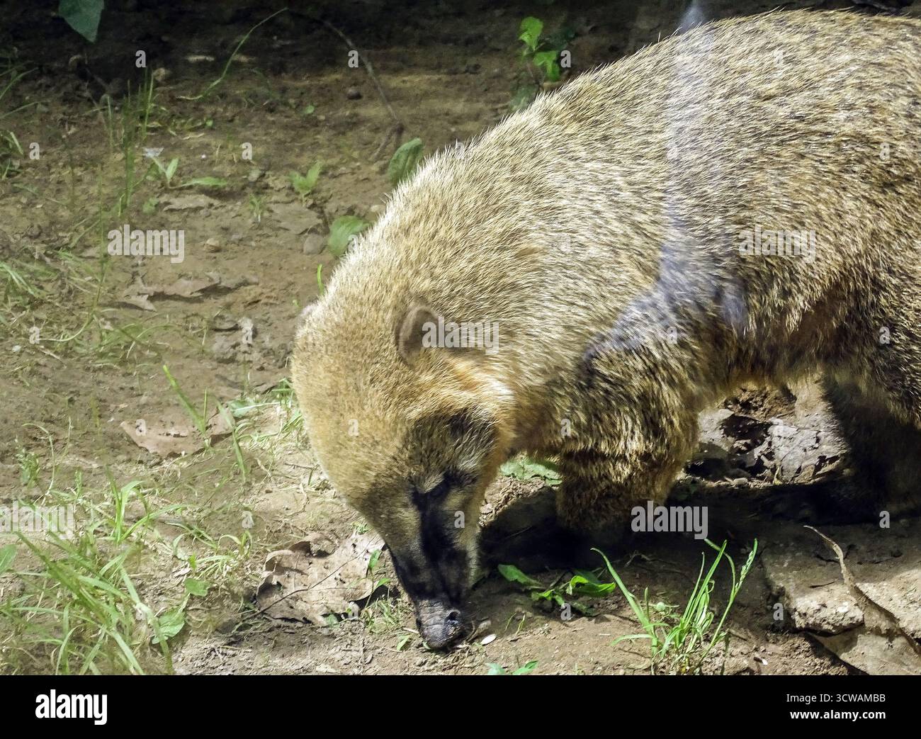 Coati sud-américain (Nasua nasua) au zoo Banque D'Images