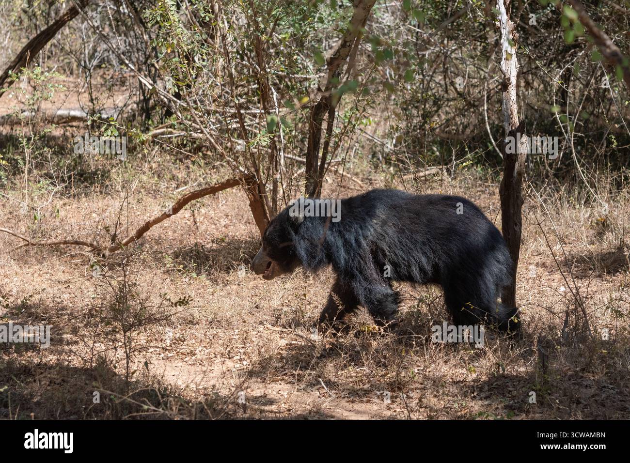 Un ours paresseux sri-lankais (Melursus ursinus inornatus) marchant sur un chemin de terre dans une forêt sèche. Banque D'Images