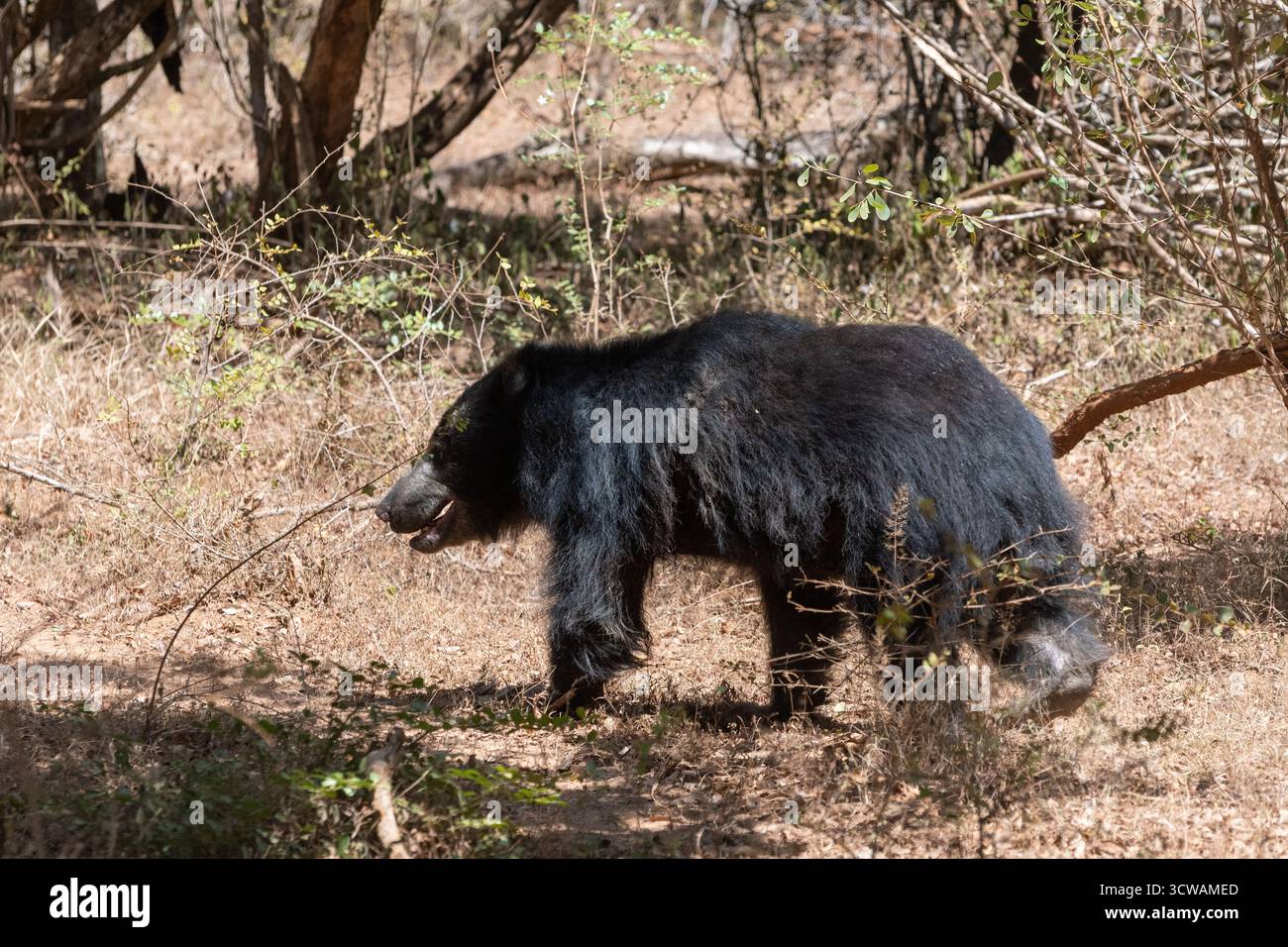 Un ours paresseux sri-lankais (Melursus ursinus inornatus) marchant sur un chemin de terre dans une forêt sèche. Banque D'Images
