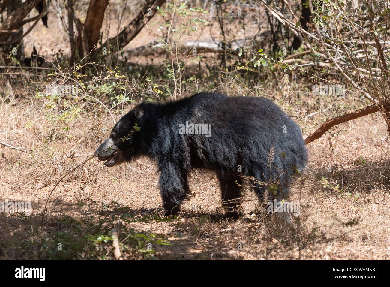 Un ours paresseux sri-lankais (Melursus ursinus inornatus) marchant sur un chemin de terre dans une forêt sèche. Banque D'Images