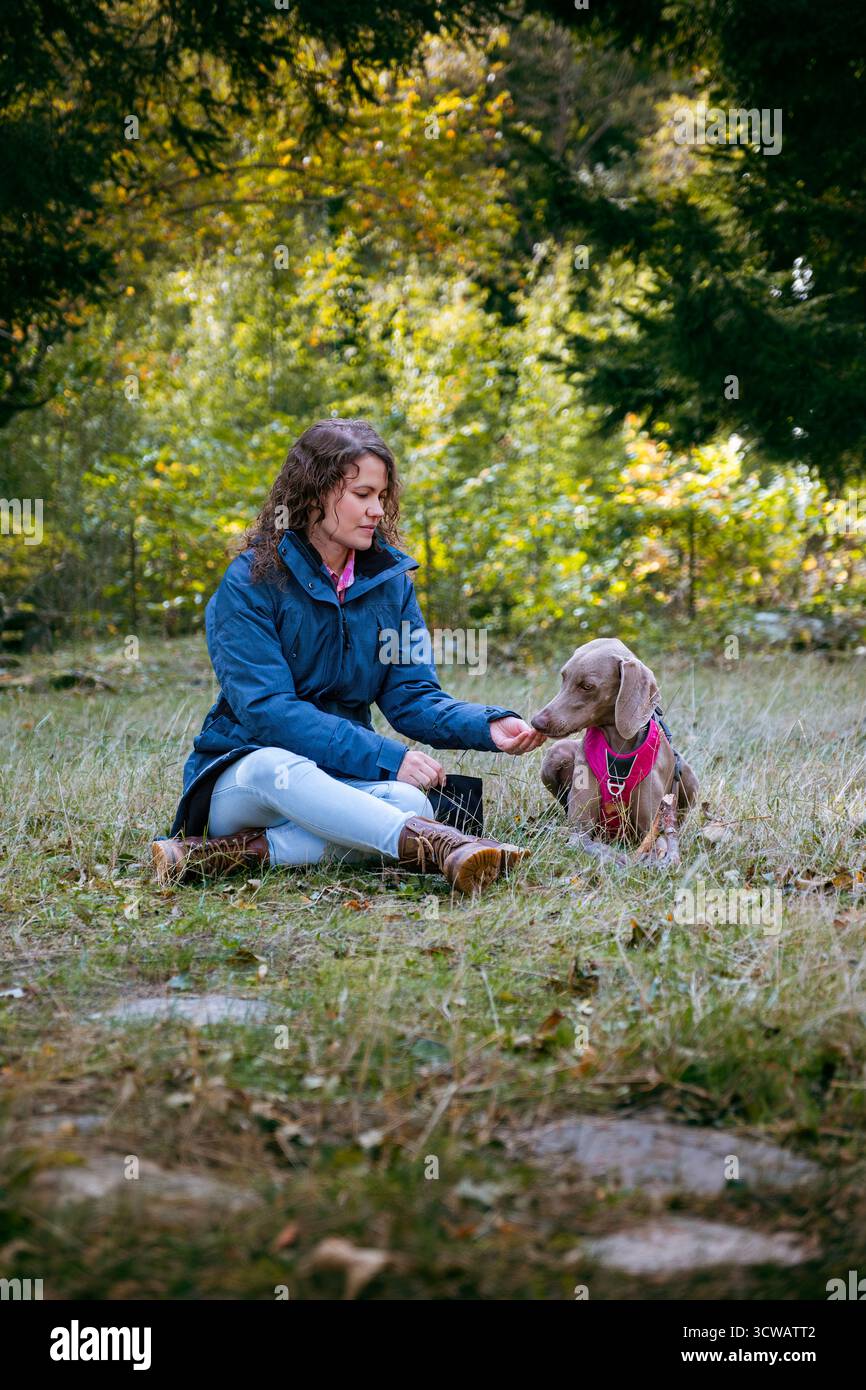 Femme nourrissant une friandise à son chien Weimaraner tout en étant assise sur l'herbe dans une clairière ensoleillée en automne. Entraînement et renforcement positif avec Banque D'Images