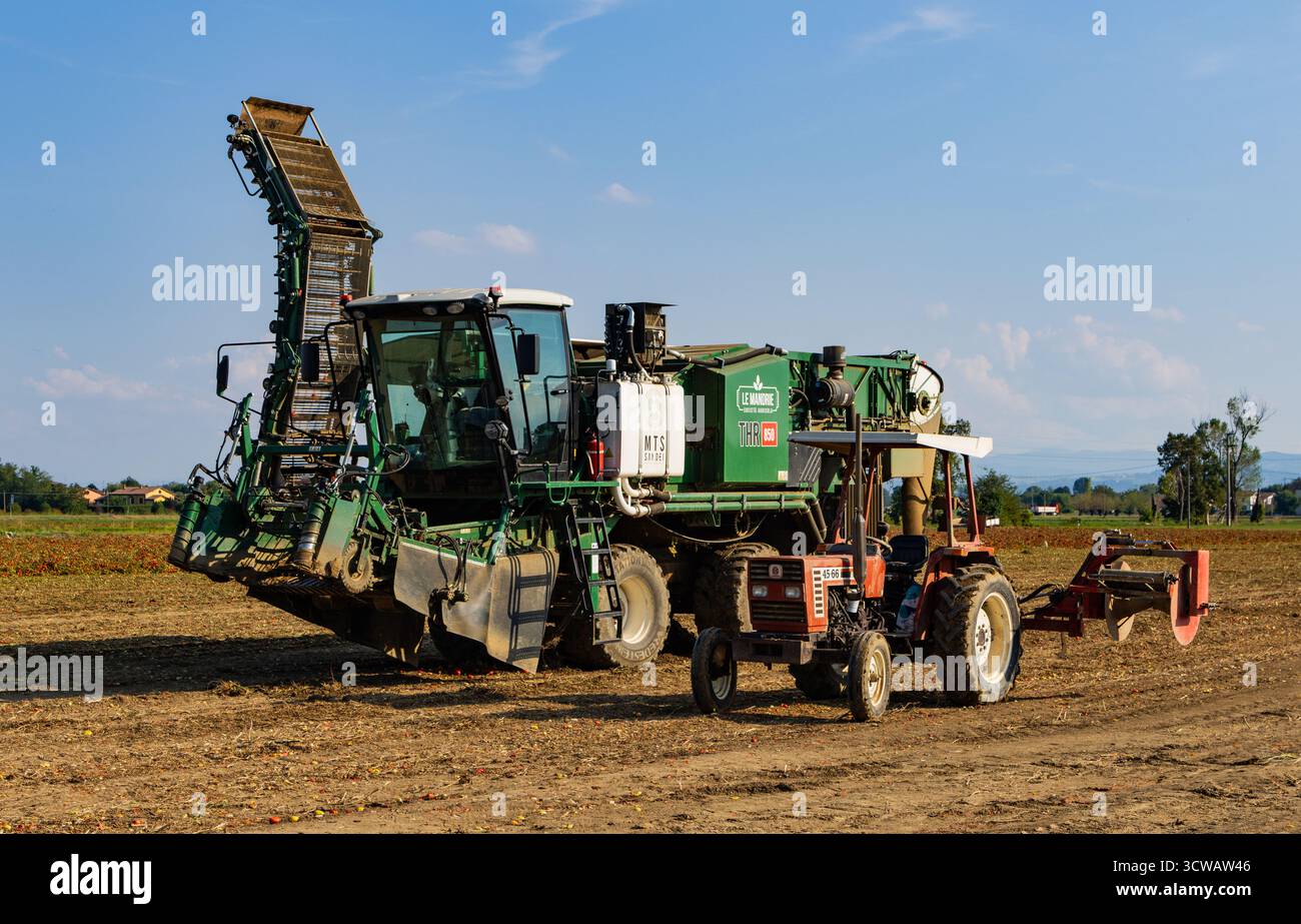 Technologie moderne des machines agricoles de tomate récoltant les récoltes avec tracteur classique. Banque D'Images