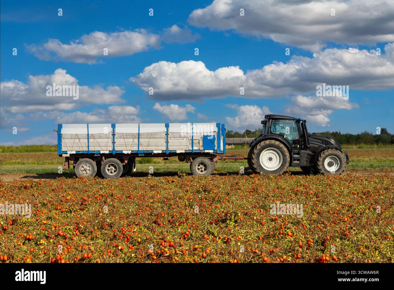 Les machines agricoles sont prêtes à transporter une grande quantité de tomates Banque D'Images