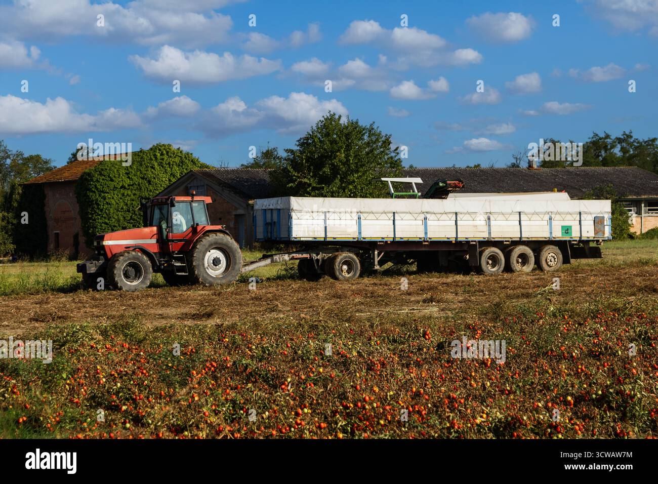 Les machines agricoles sont prêtes à transporter une grande quantité de tomates Banque D'Images
