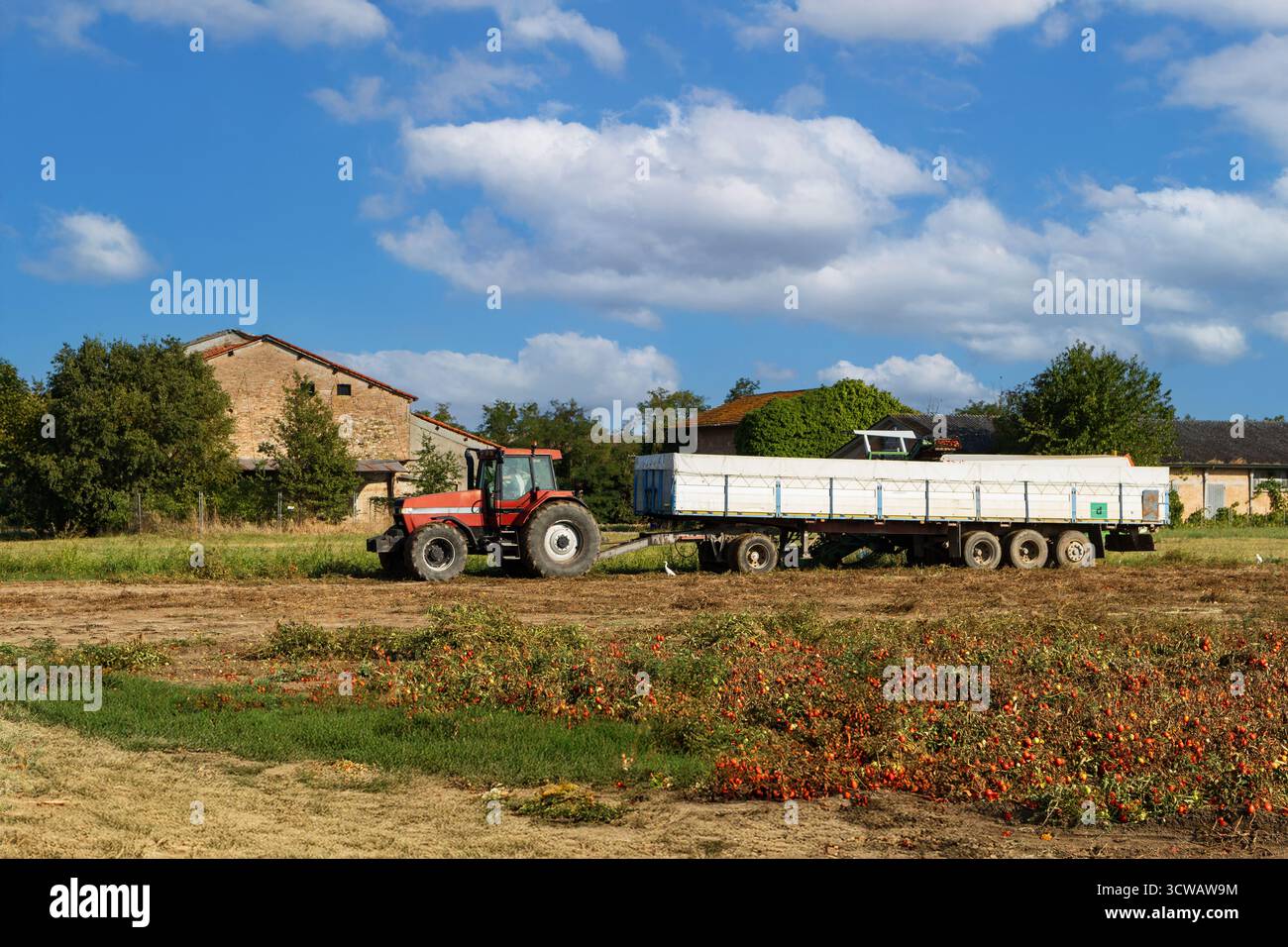 Les machines agricoles sont prêtes à transporter une grande quantité de tomates Banque D'Images