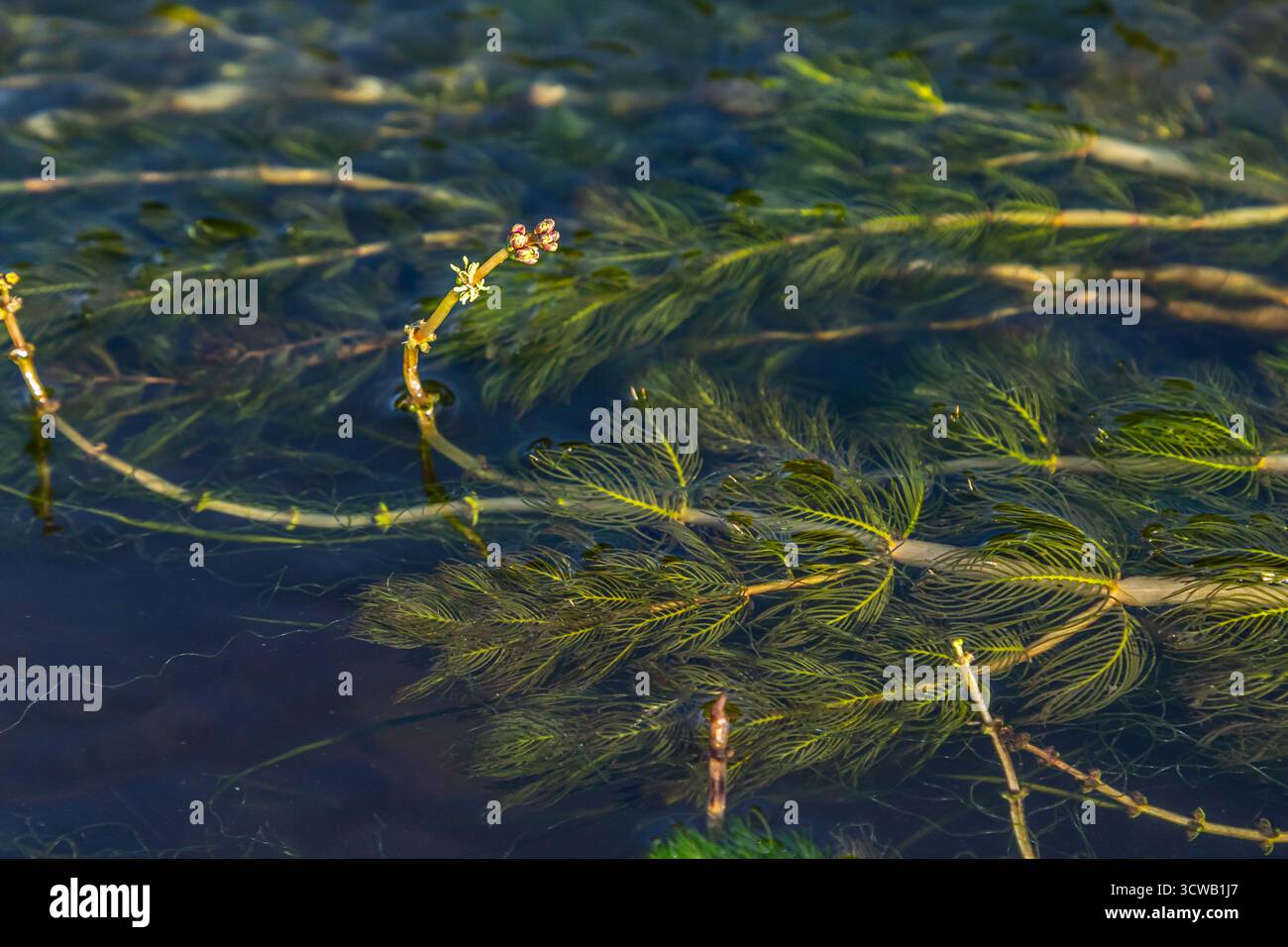 Plante aquatique Ceratophyllum demersum dans un ruisseau. Banque D'Images