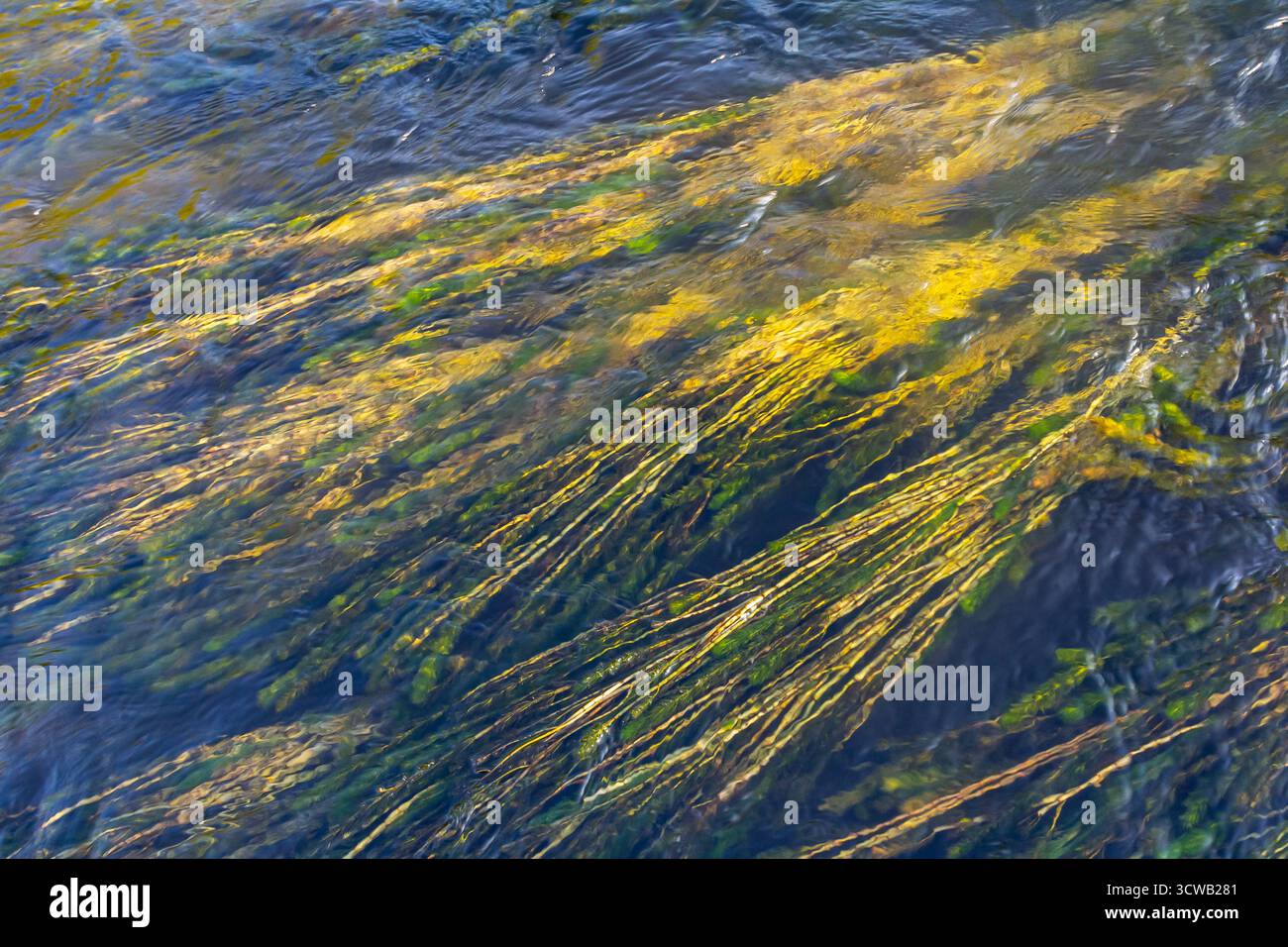 Plante aquatique Ceratophyllum demersum dans un ruisseau. Banque D'Images