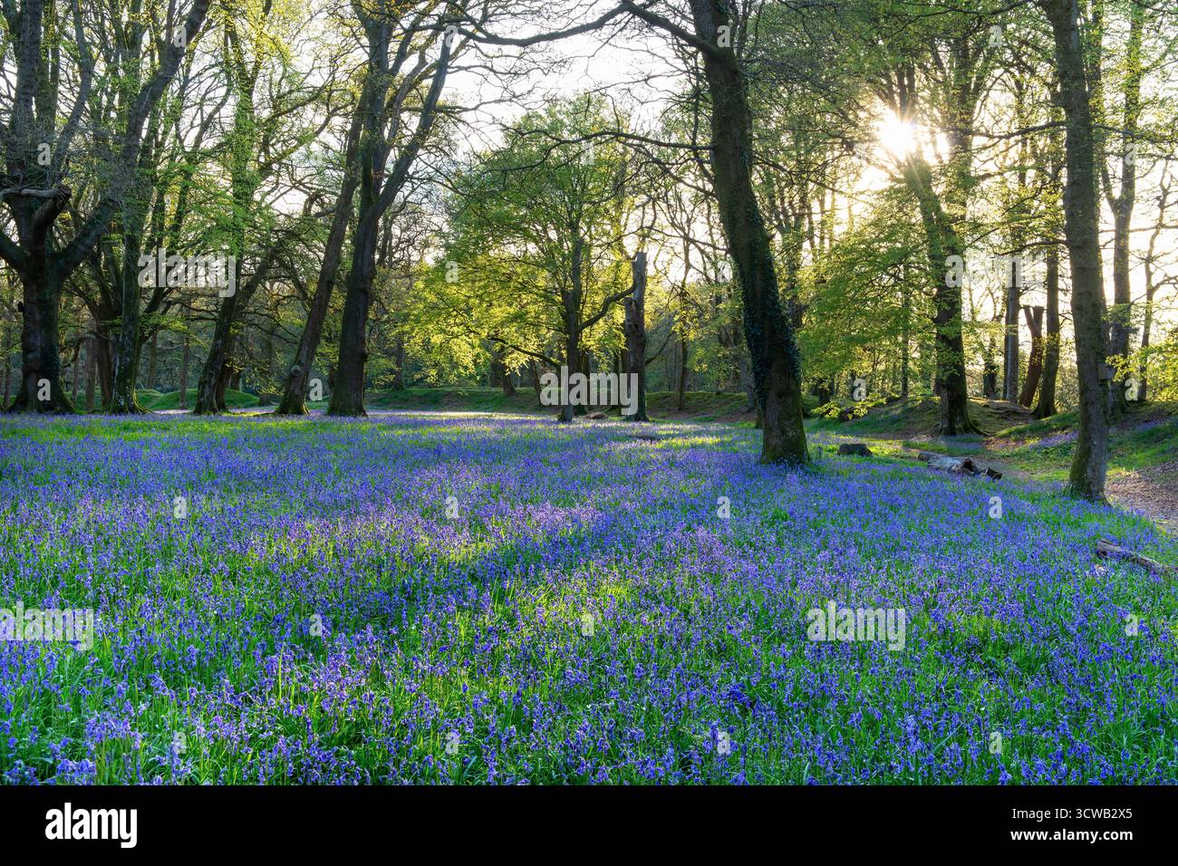 BlackBerry Camp ; Bluebells ; Devon ; Royaume-Uni Banque D'Images