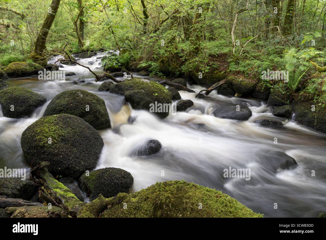 River Bovey ; Hound Tor Wood ; Dartmoor ; Devon ; Royaume-Uni Banque D'Images
