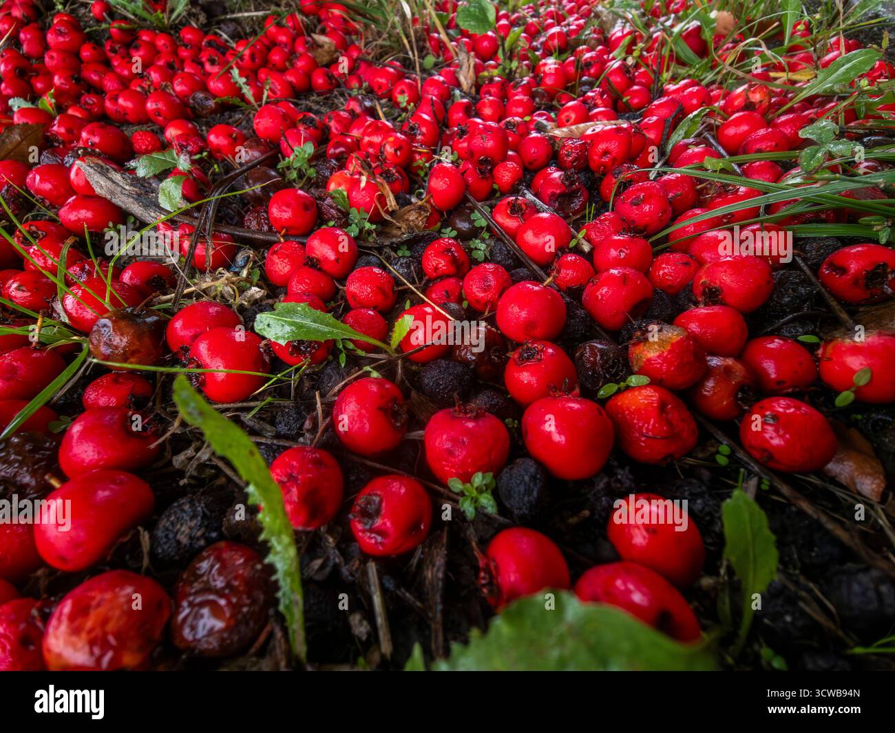 Des masses de baies rouge vif se dispersent à travers le sol sombre et humide et le feuillage vert, dépeignant une riche scène automnale de récolte et de décomposition naturelle Banque D'Images
