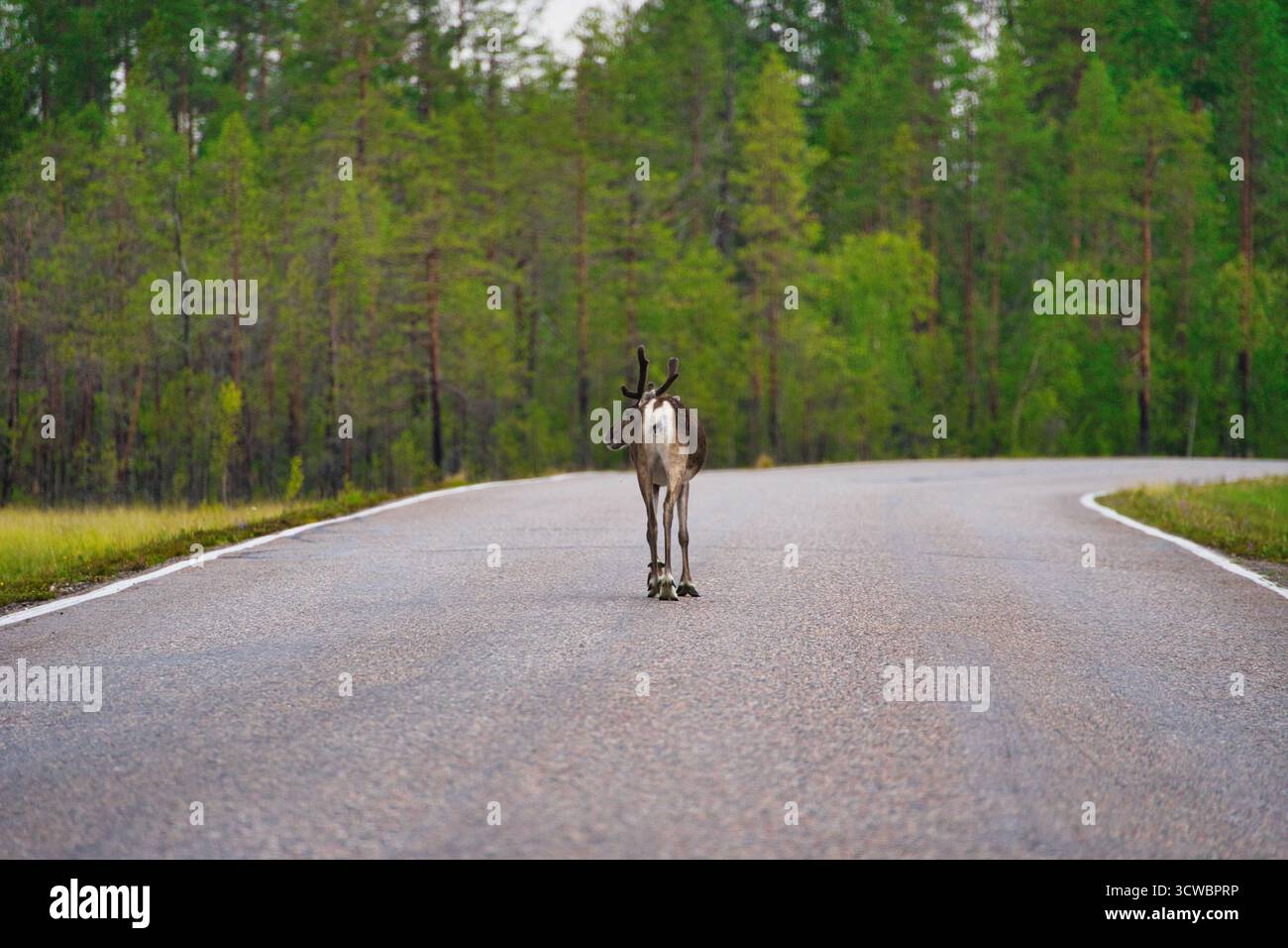 Un renne debout sur une route en Finlande par temps brumeux. La brume crée une atmosphère mystérieuse et calme, mettant en valeur l'animal dans la nature. Banque D'Images