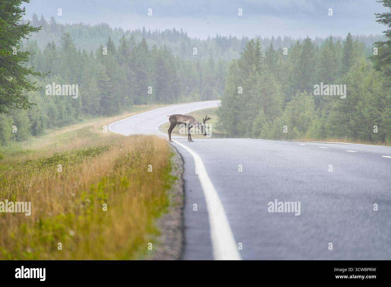 Un renne debout sur une route en Finlande par temps brumeux. La brume crée une atmosphère mystérieuse et calme, mettant en valeur l'animal dans la nature. Banque D'Images