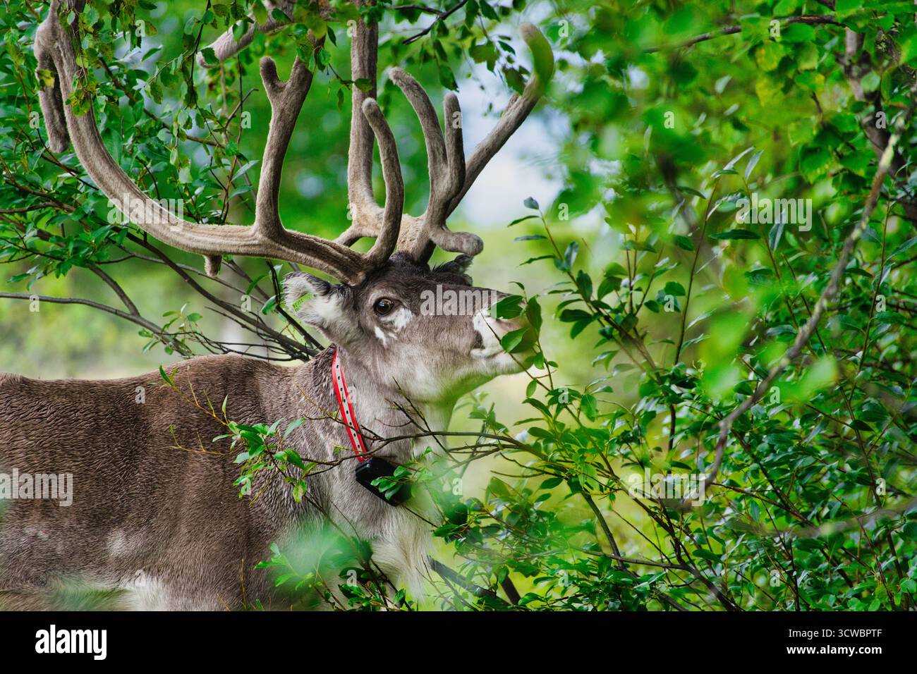 Renne se nourrissant de feuilles devant un arbre dans un cadre forestier naturel en Finlande. L'image capture l'animal pendant un moment calme de recherche de nourriture Banque D'Images