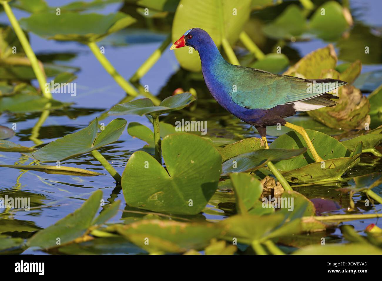 Un joli oiseau aux couleurs vives se dresse sur des feuilles couvertes d'eau, le petit Sultana (Porphyrio martinica), le printemps, le sentier Anhinga, le parc national des Everglades Banque D'Images