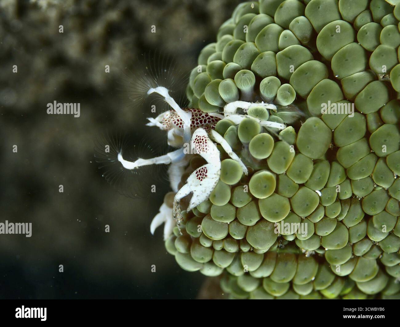 Crabe tacheté blanc, crabe porcelaine tacheté (Neopetrolisthes maculatus), grimpant sur une anémone verte de mer. Site de plongée House Reef, Penyapangan, Bali, Indo Banque D'Images