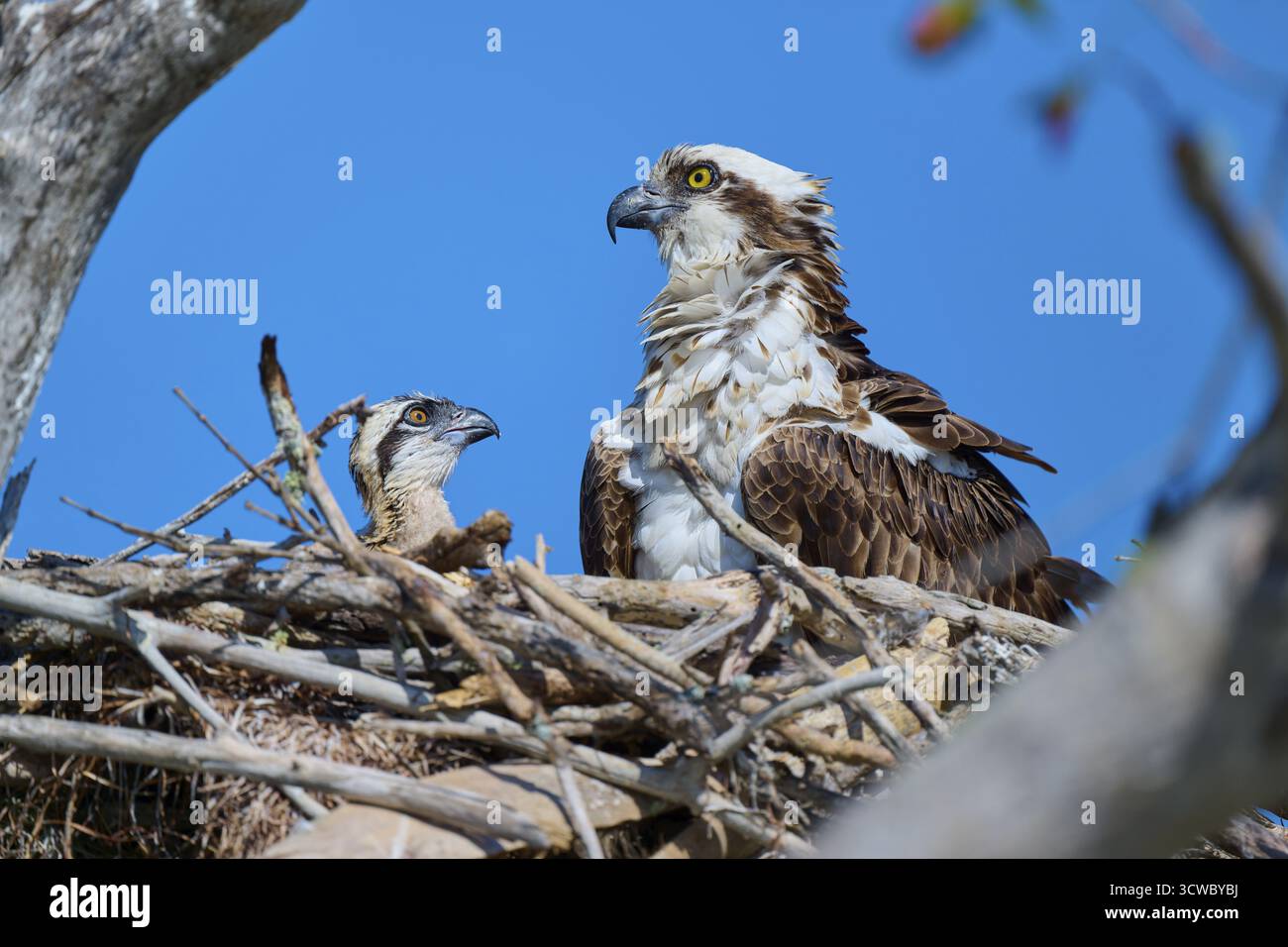 Osprey avec un jeune oiseau dans le nid, l'un assis et l'autre regardant autour, entouré de branches et ciel bleu, Osprey (Pandion haliaetus), Everglades Banque D'Images