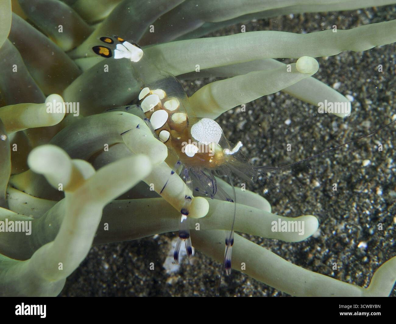 Une crevette anémone transparente aux yeux de paon (Ancylocaris brevicarpalis) sur une anémone verte de mer sur le fond marin. Site de plongée secret Bay, Gilimanuk, Bali, Ind Banque D'Images