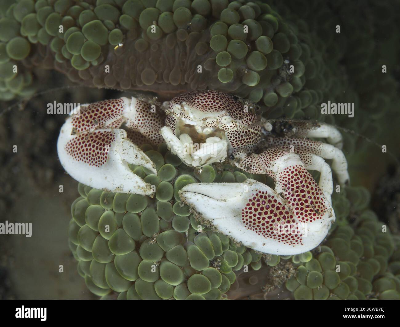 Crabe en porcelaine tacheté rouge (Neopetrolisthes maculatus) assis sur une anémone verte de mer. Site de plongée House Reef, Penyapangan, Bali, Indonésie Banque D'Images