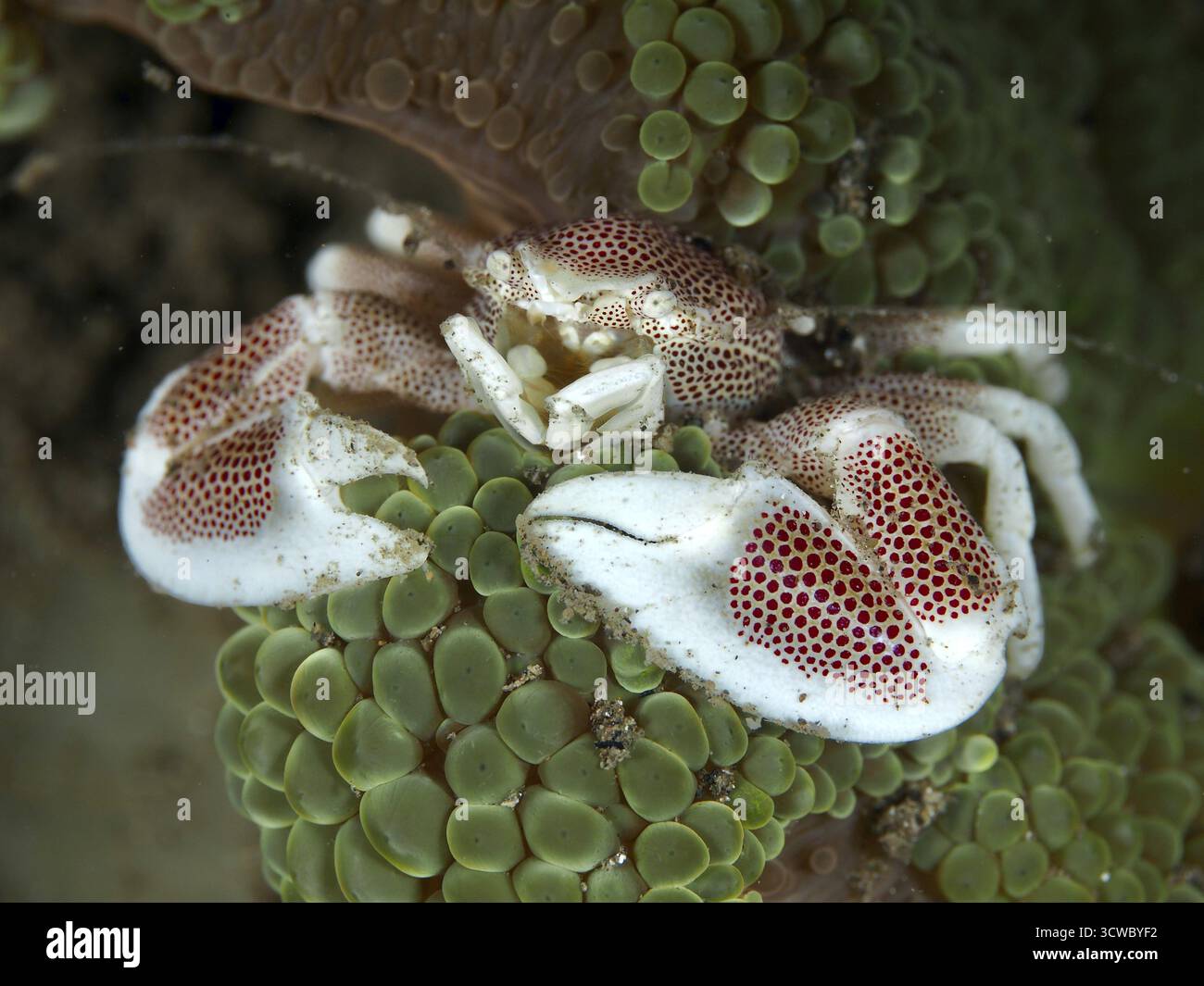 Crabe blanc avec des taches rouges, crabe porcelaine tacheté (Neopetrolisthes maculatus), sur une anémone verte de mer. Site de plongée House Reef, Penyapangan, Bali, Indone Banque D'Images