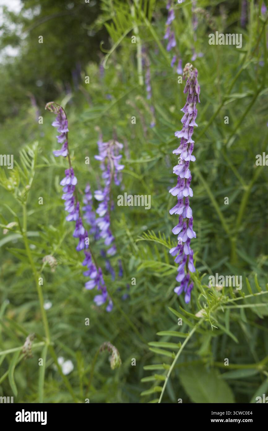 Vestes d'oiseau (Vicia cracca) - Habitus Banque D'Images