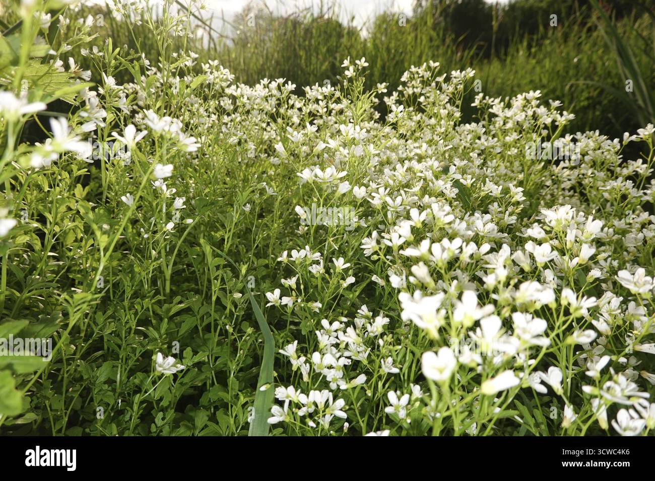 Cardamine amara (Cardamine amara), également connu sous le nom de faux cresson ou cresson amer Banque D'Images