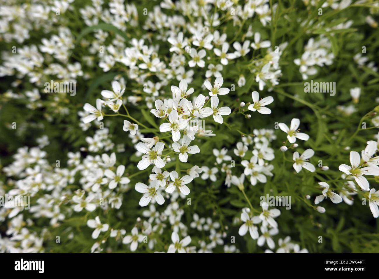 Cardamine amara (Cardamine amara), également connu sous le nom de faux cresson ou cresson amer Banque D'Images