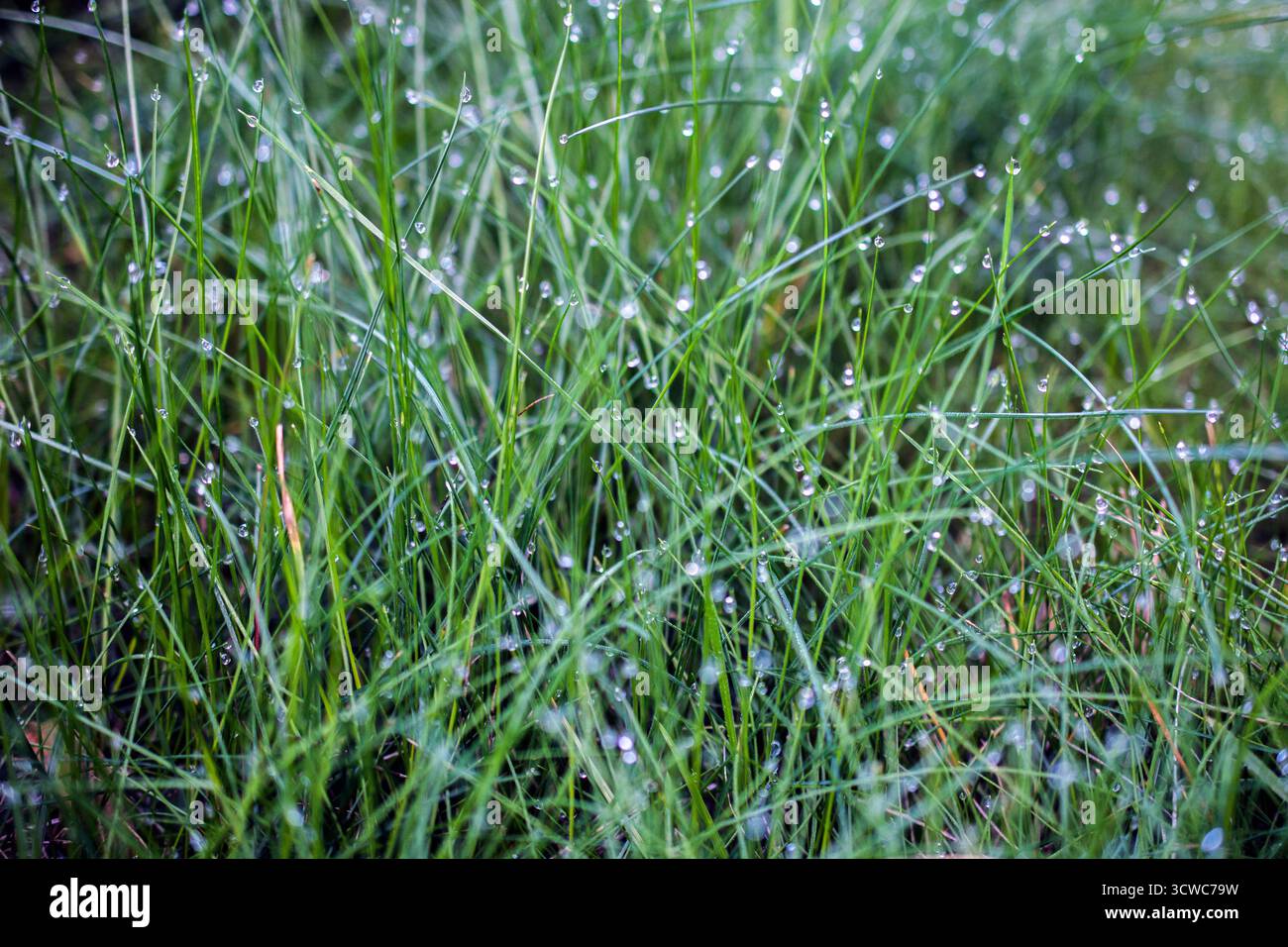 Phénomène naturel, gros plan de brins d'herbe verte ornés de gouttes de rosée scintillantes, capturés sur un fond légèrement flou avec une lueur dispersée Banque D'Images