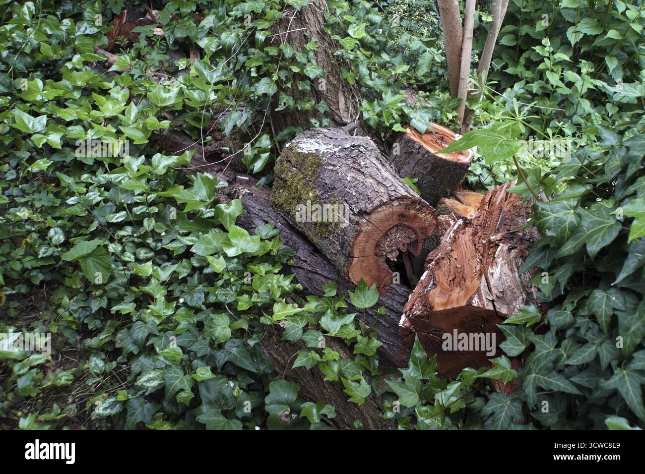 Arbres en décomposition dans un jardin presque naturel - un habitat pour les micro-organismes et les insectes Banque D'Images