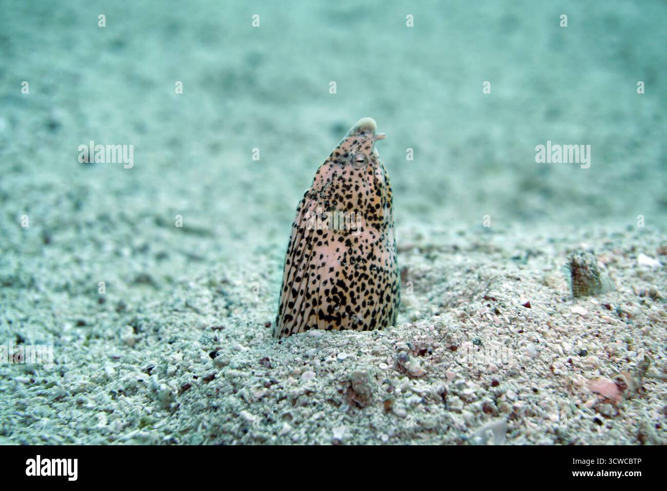 Anguille marbrée (Callechelys marmorata), El Quseir, Égypte Banque D'Images