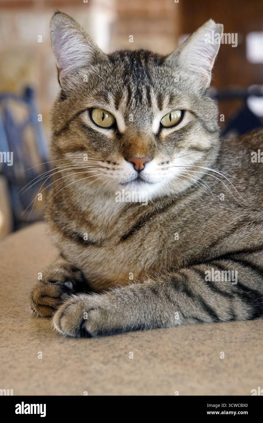 Chat domestique gris tabby, El Quseir, Egypte Banque D'Images