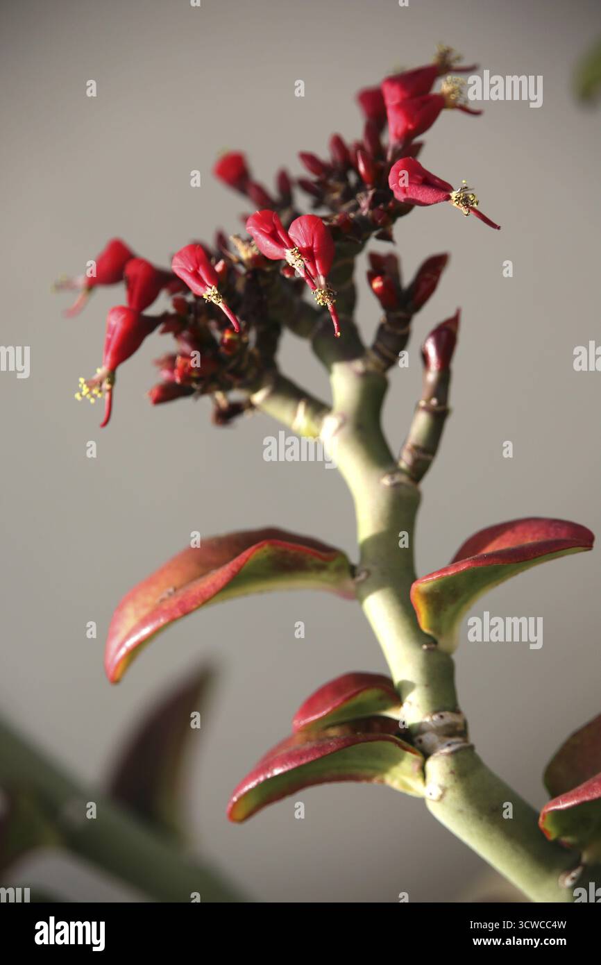 Épine dorsale du diable (Euphorbia tithymaloides), Puerto Naos, Los Llanos de Aridane, la Palma, Îles Canaries, Allemagne Banque D'Images