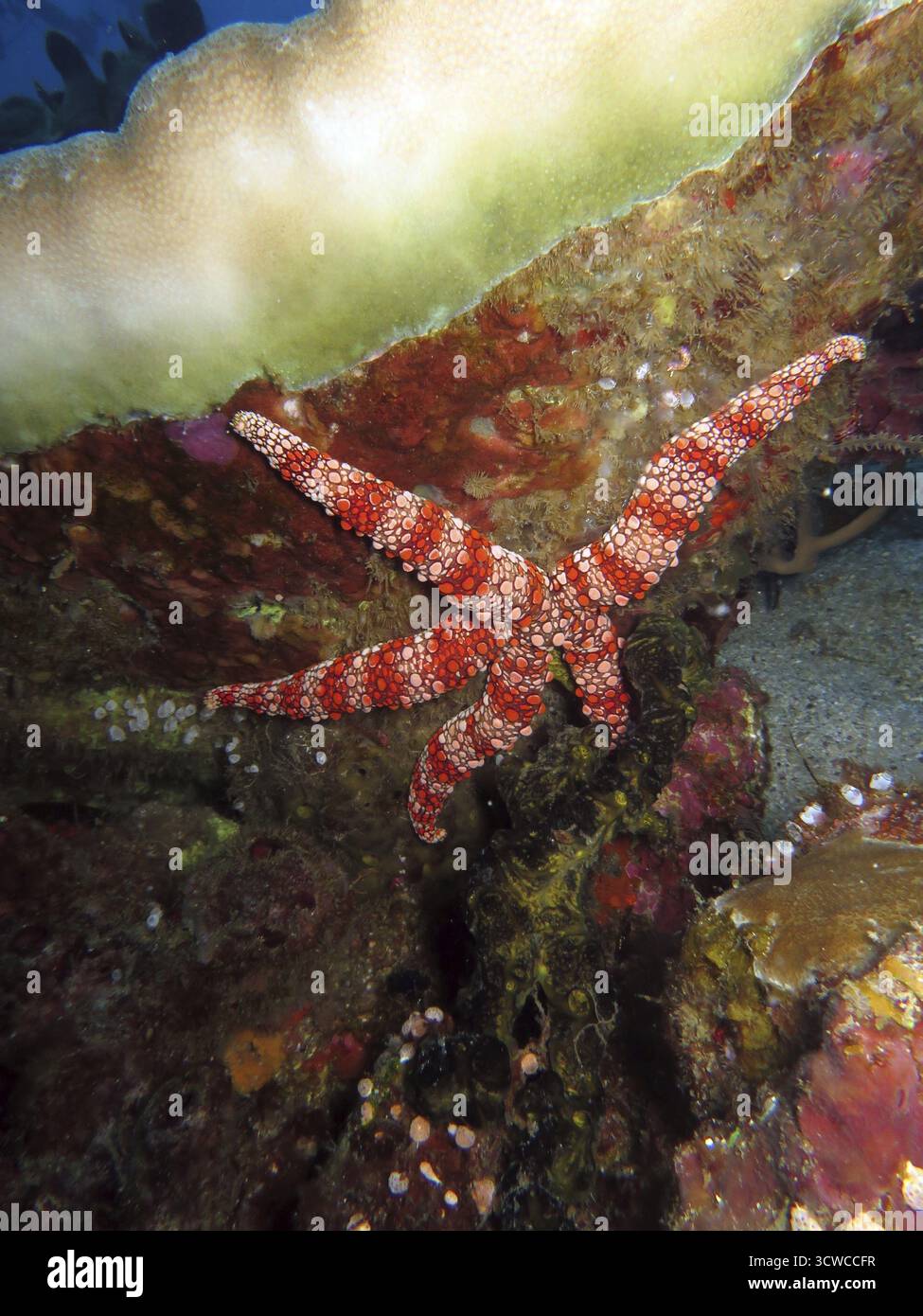 Starfish Gomophia gomophia, Pintuyan, île de Panaon, Leyte méridionale, Philippines Banque D'Images