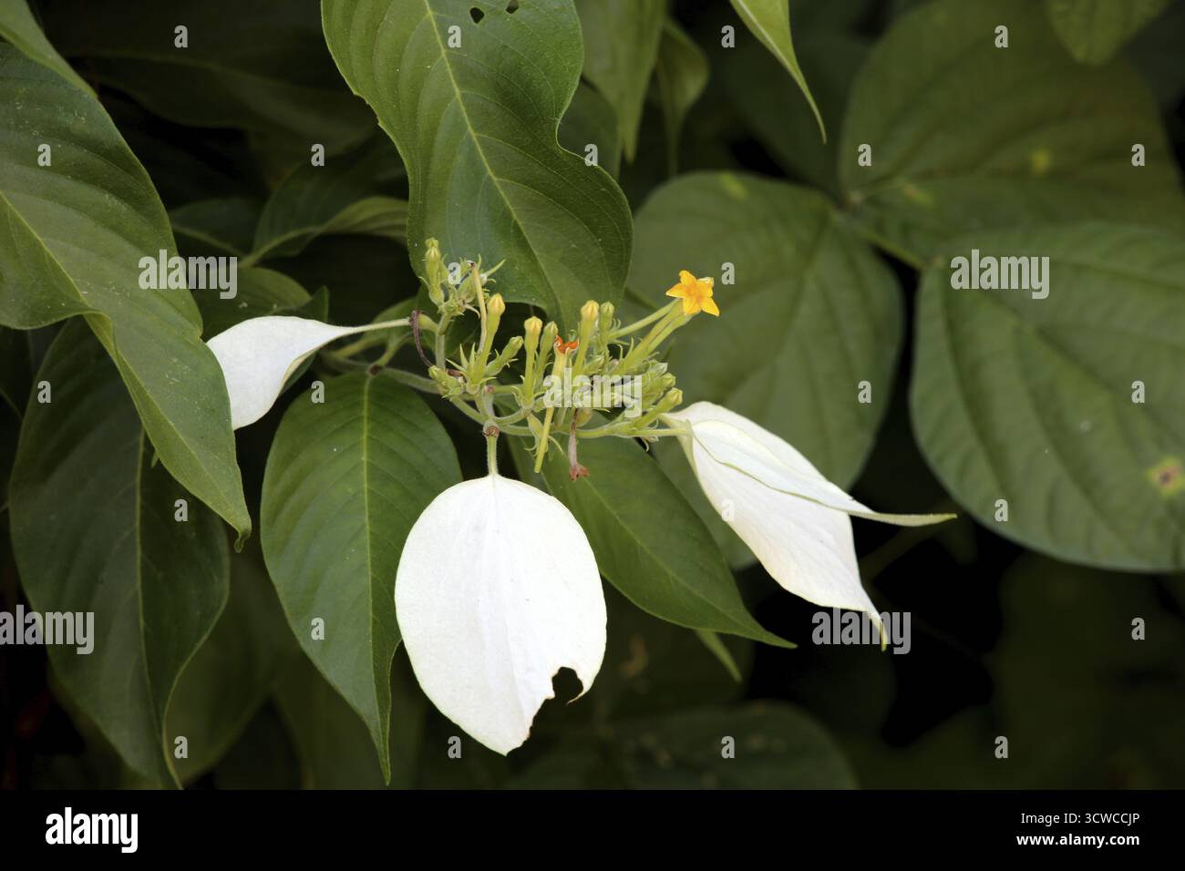 Clerodendron paniculatum, San Ricardo, île de Panaon, Leyte méridionale, Philippines Banque D'Images