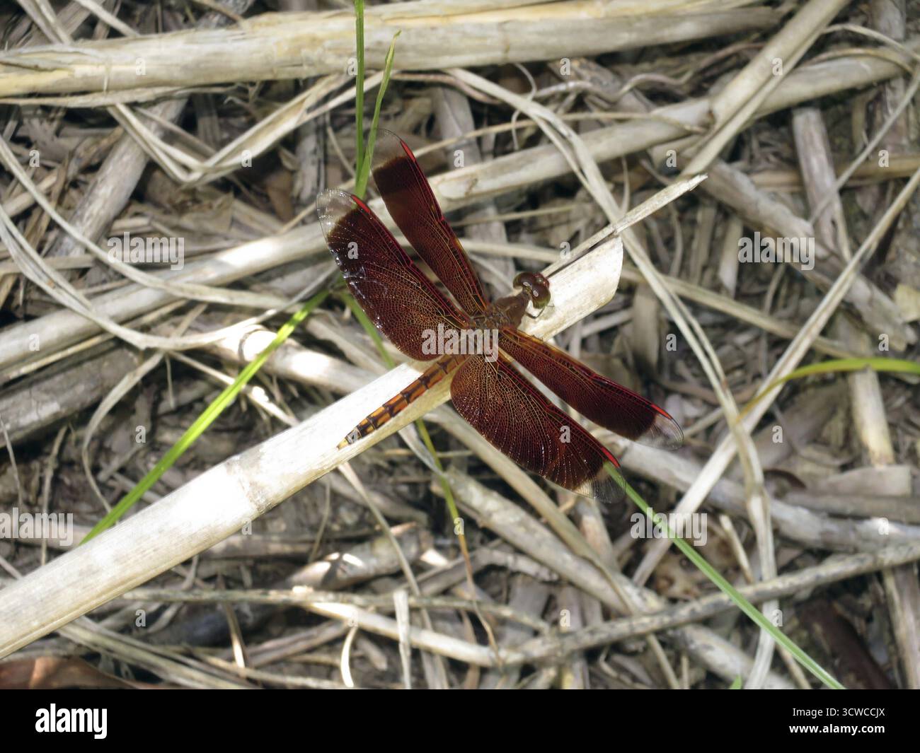 Libellule rouge (Neurothemis fluctuans), Pintuyan, île de Panaon, Leyte méridionale, Philippines Banque D'Images