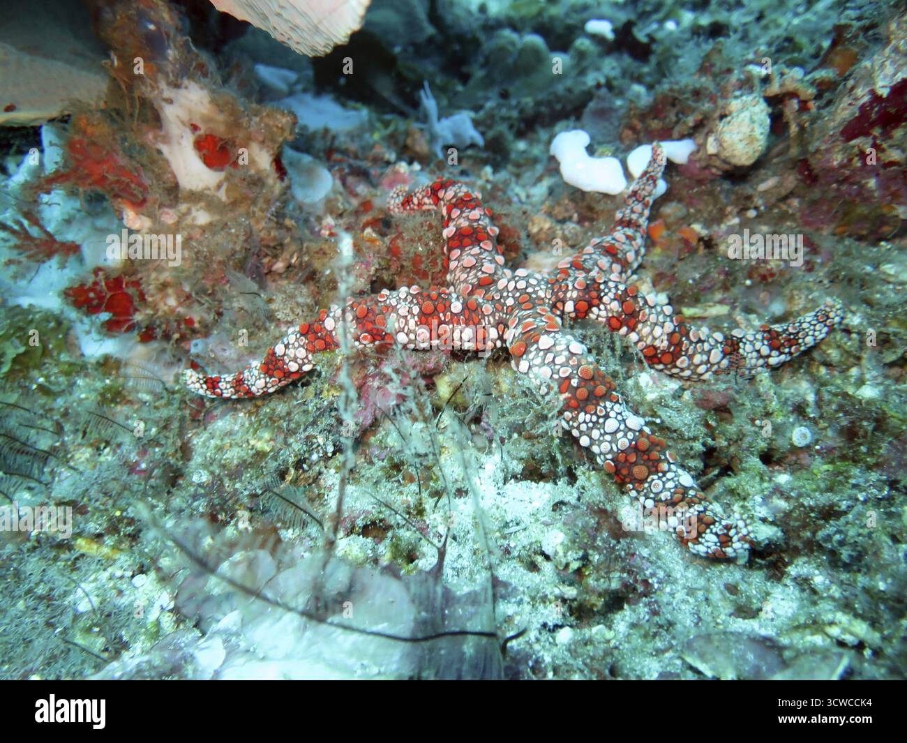 Étoile de mer (Gomophia gomophia), Pintuyan, île de Panaon, Leyte méridionale, Philippines Banque D'Images