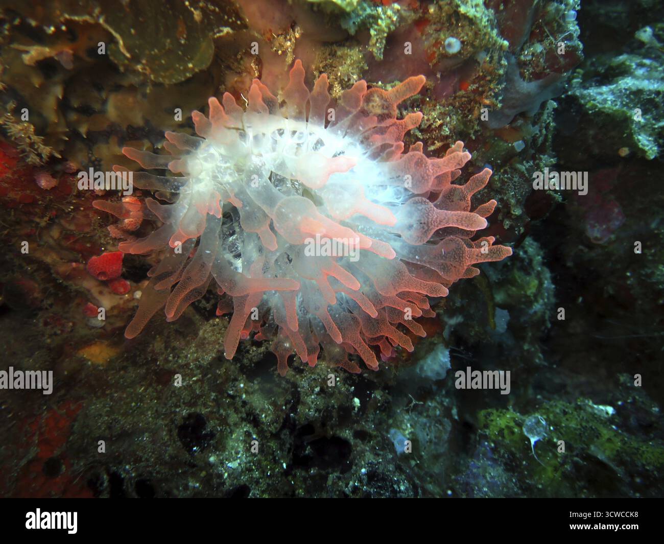 Anémone bulle Entacmaea quadricolor, Pintuyan, île de Panaon, Leyte méridionale, Philippines Banque D'Images