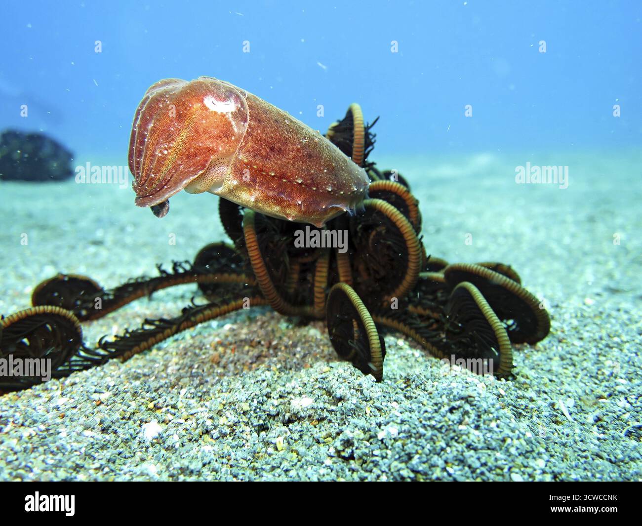 Seiche commune (Sepia officinalis) et étoile à poils, Pintuyan, île de Panaon, Leyte méridionale, Philippines Banque D'Images
