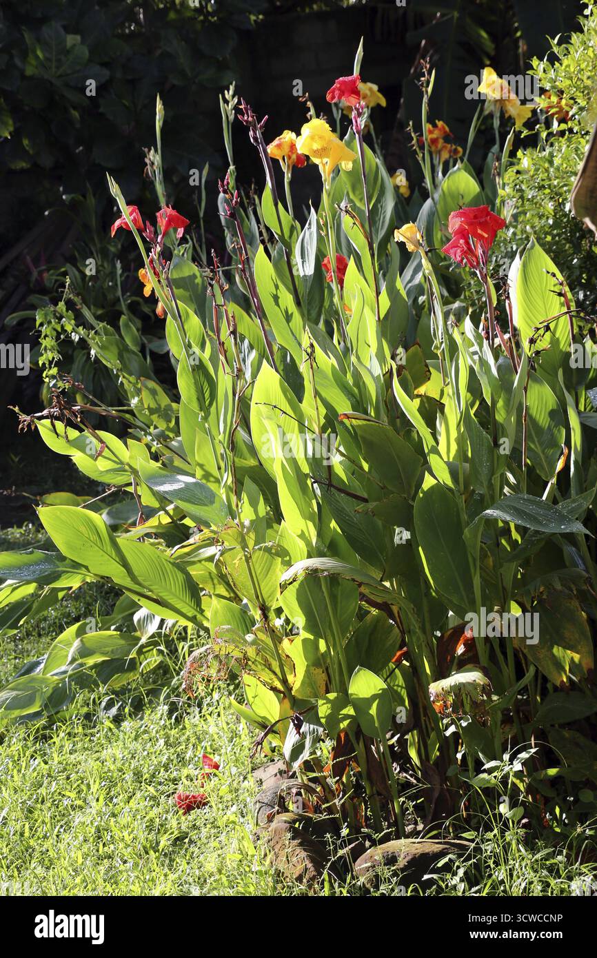 Hybride de canne à fleurs (Canna sp.), Pintuyan, île de Panaon, Leyte méridionale, Philippines Banque D'Images