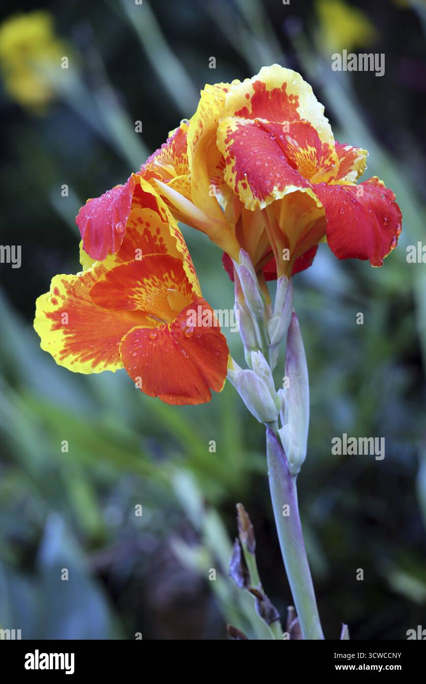 Hybride de canne à fleurs (Canna sp.), Pintuyan, île de Panaon, Leyte méridionale, Philippines Banque D'Images
