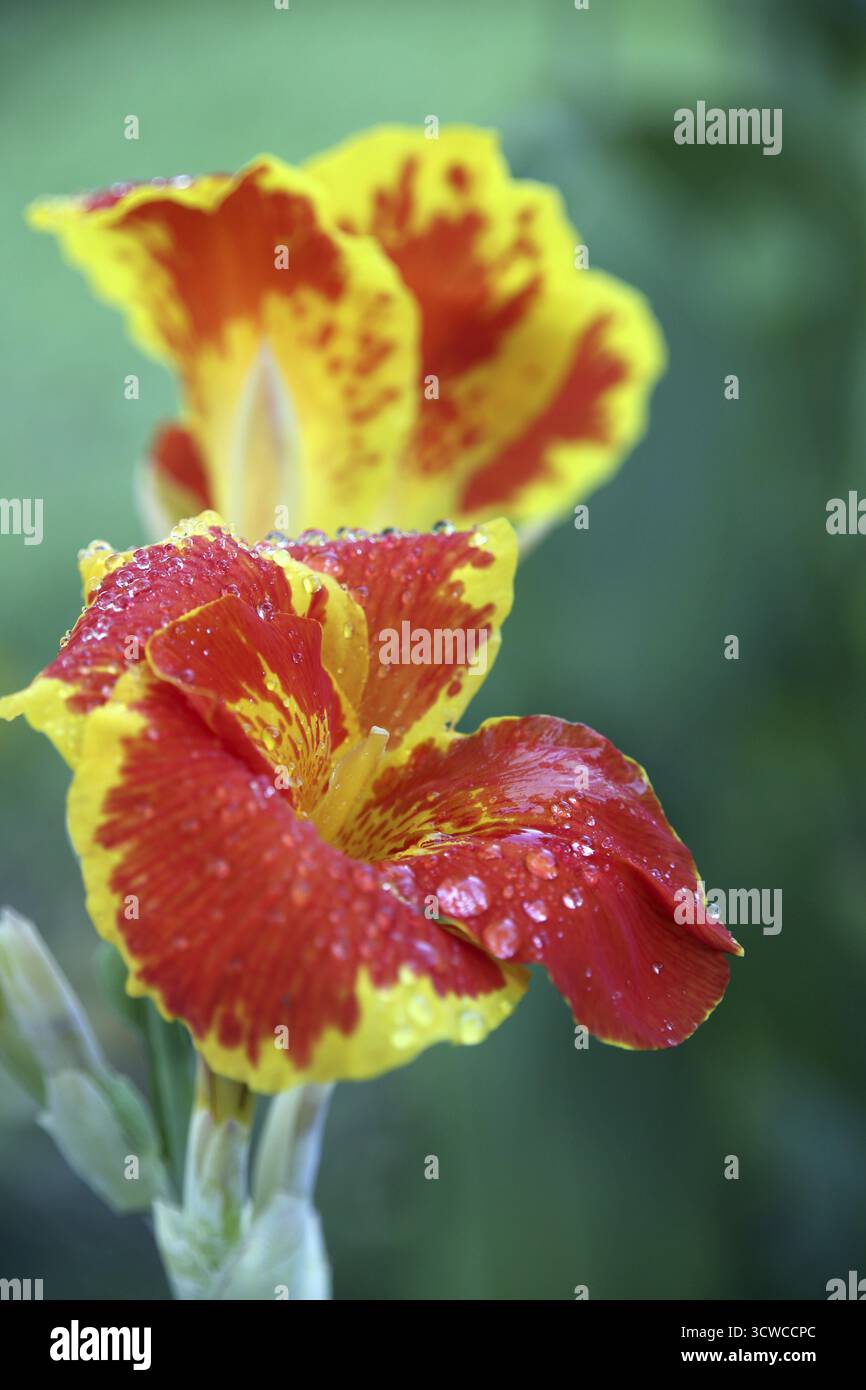 Hybride de canne à fleurs (Canna sp.), Pintuyan, île de Panaon, Leyte méridionale, Philippines Banque D'Images