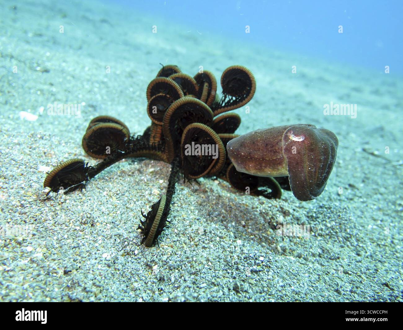 Seiche commune (Sepia officinalis) et étoile à poils, Pintuyan, île de Panaon, Leyte méridionale, Philippines Banque D'Images
