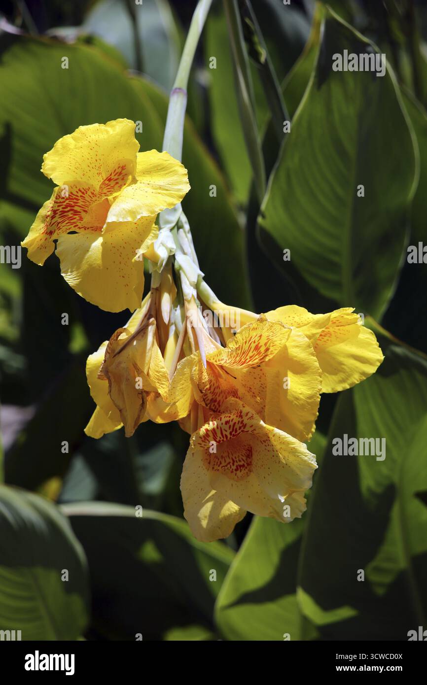 Hybride de canne à fleurs (Canna sp.), Pintuyan, île de Panaon, Leyte méridionale, Philippines Banque D'Images