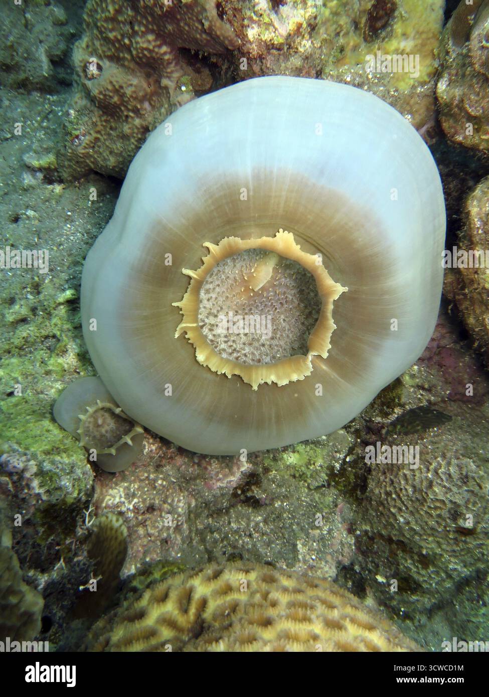 Disque anémone Grande oreille d'éléphant - Amplexidiscus fenestrafer, Pintuyan, île de Panaon, Leyte méridionale, Philippines Banque D'Images