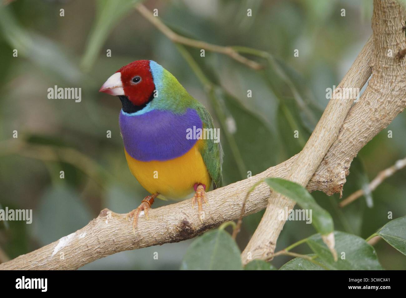Gouldamadine (Erythrura gouldiae) Banque D'Images