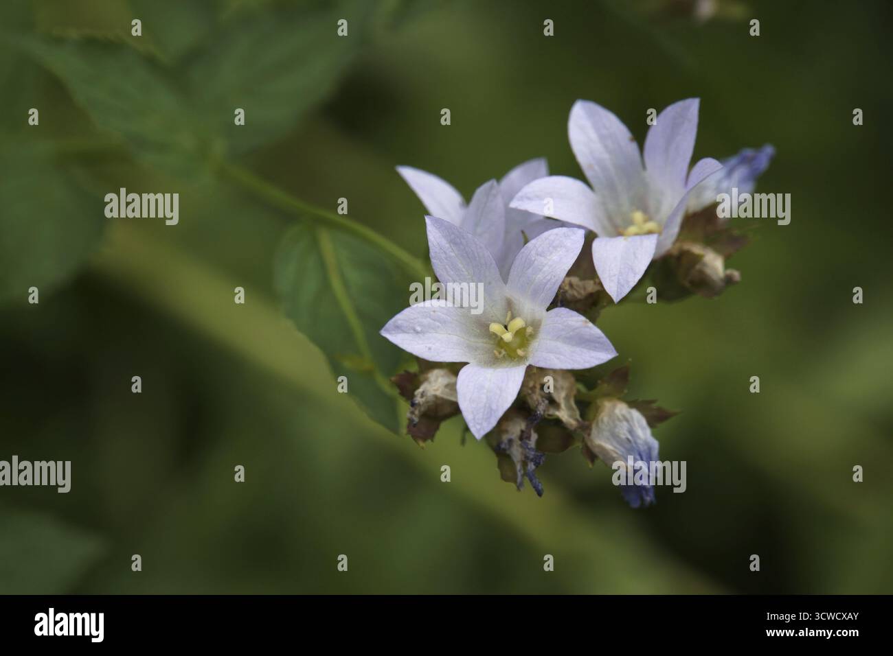 Chellesol géant (Campanula lactiflora) Banque D'Images