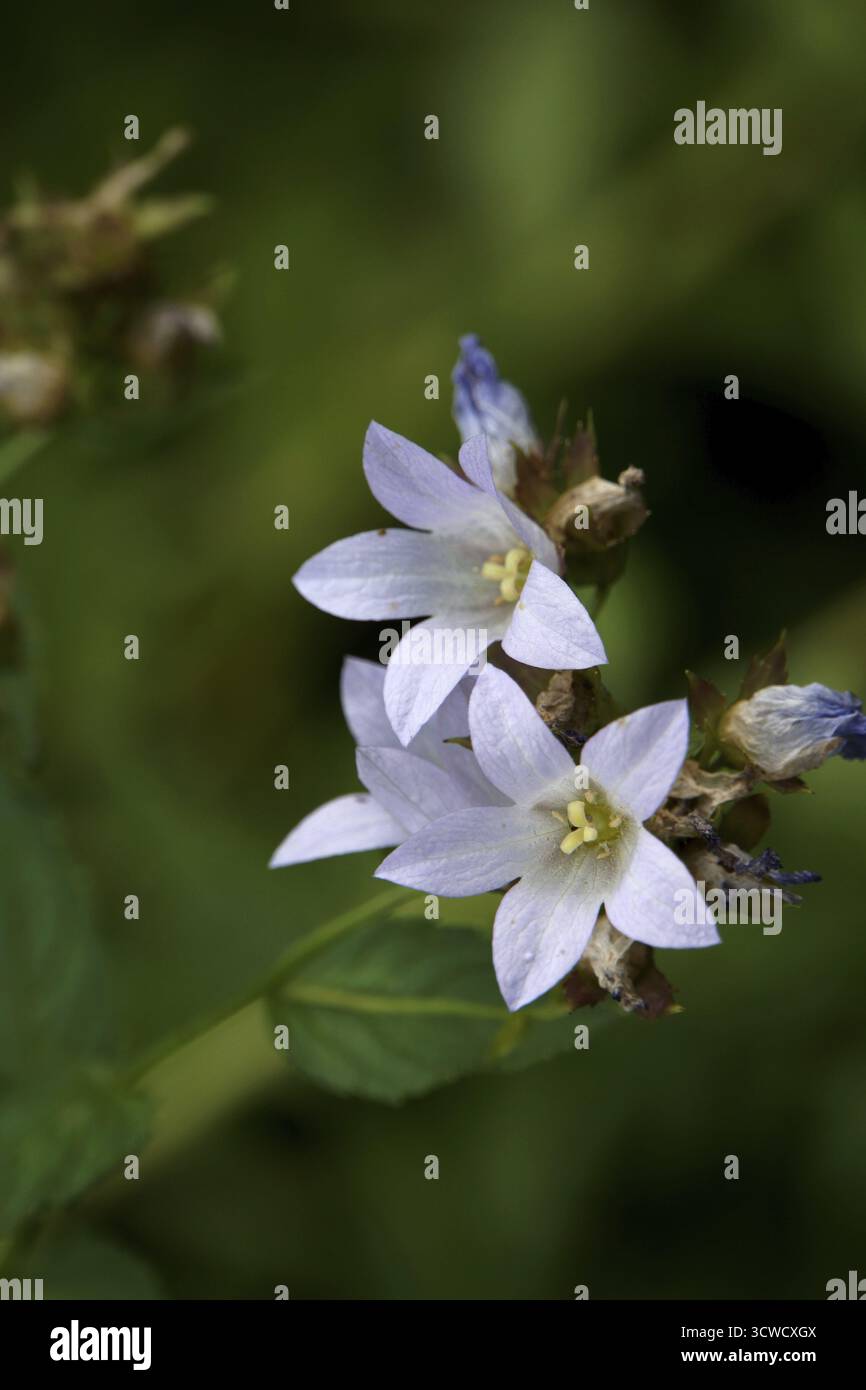 Chellesol géant (Campanula lactiflora) Banque D'Images