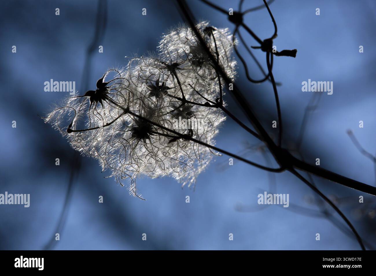 La joie du voyageur (Clematis vitalba) tête de graine contre la lumière Banque D'Images